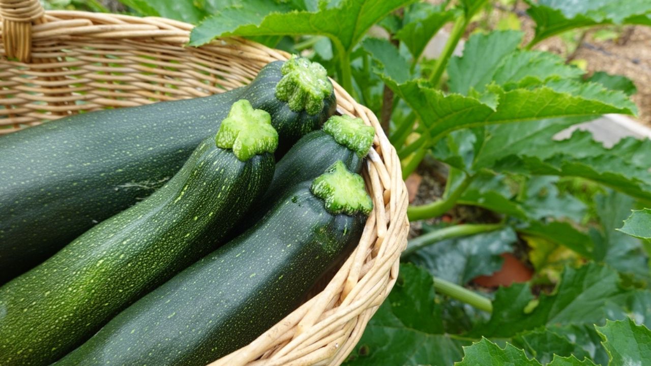 How to tell when vegetables are ready to harvest