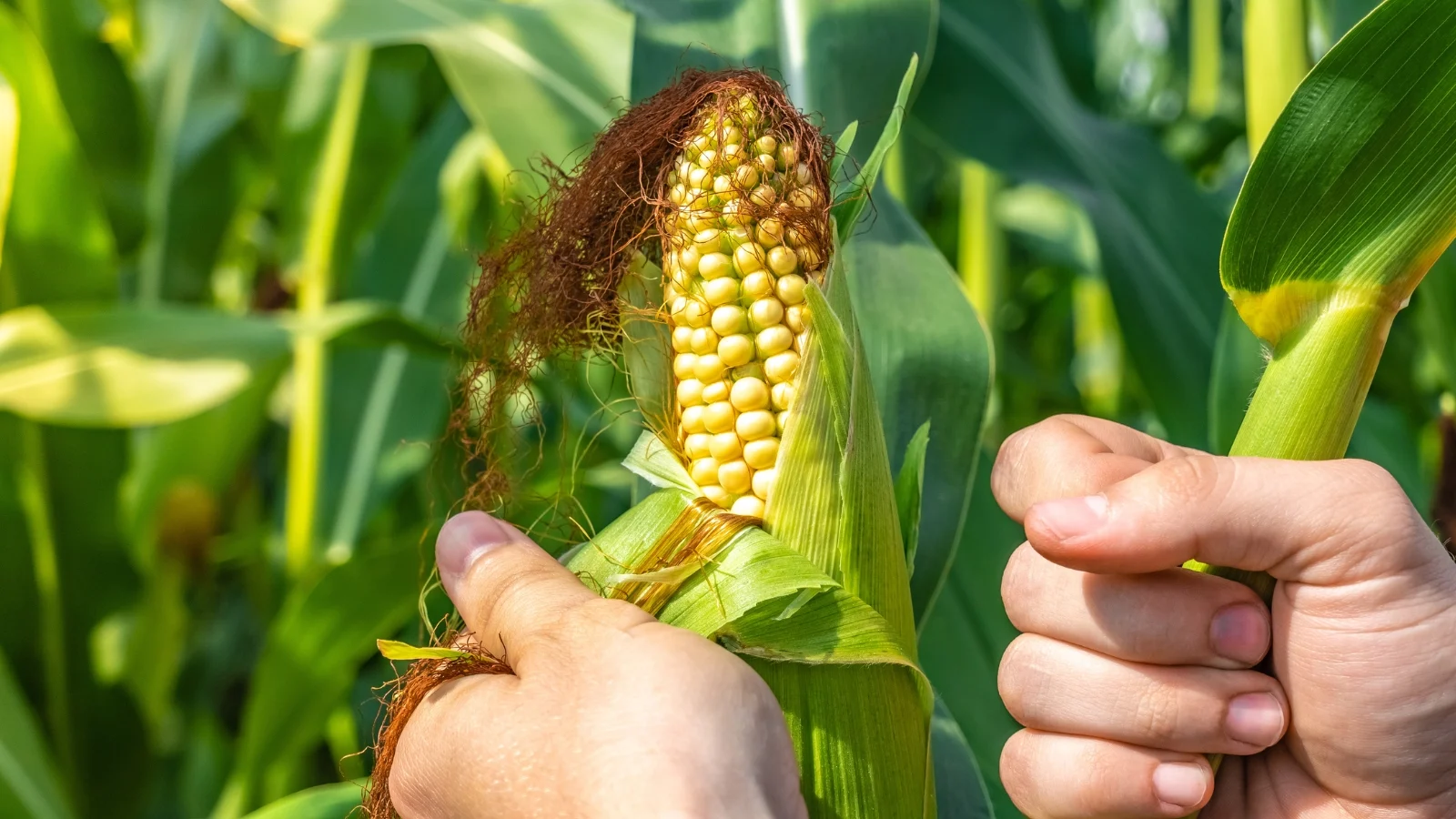 How to tell when vegetables are ready to harvest