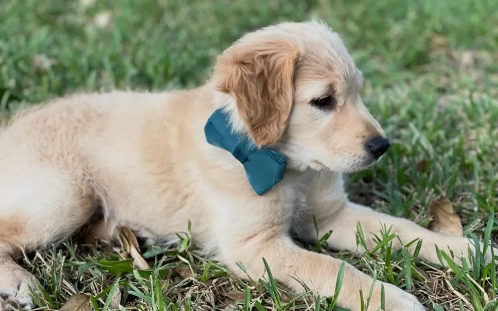 Mini Golden Retriever