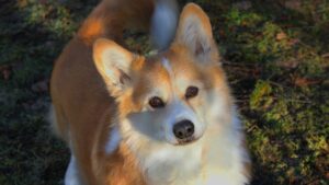 Breeding Pembroke Welsh Corgis