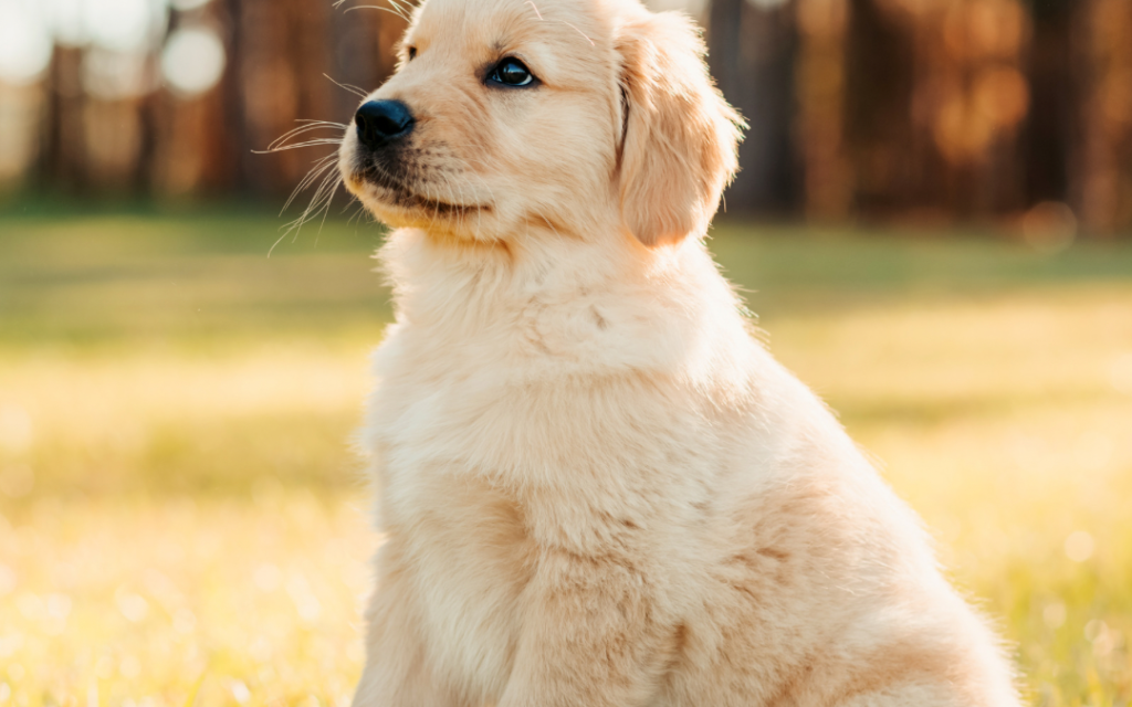 Mini Golden Retriever